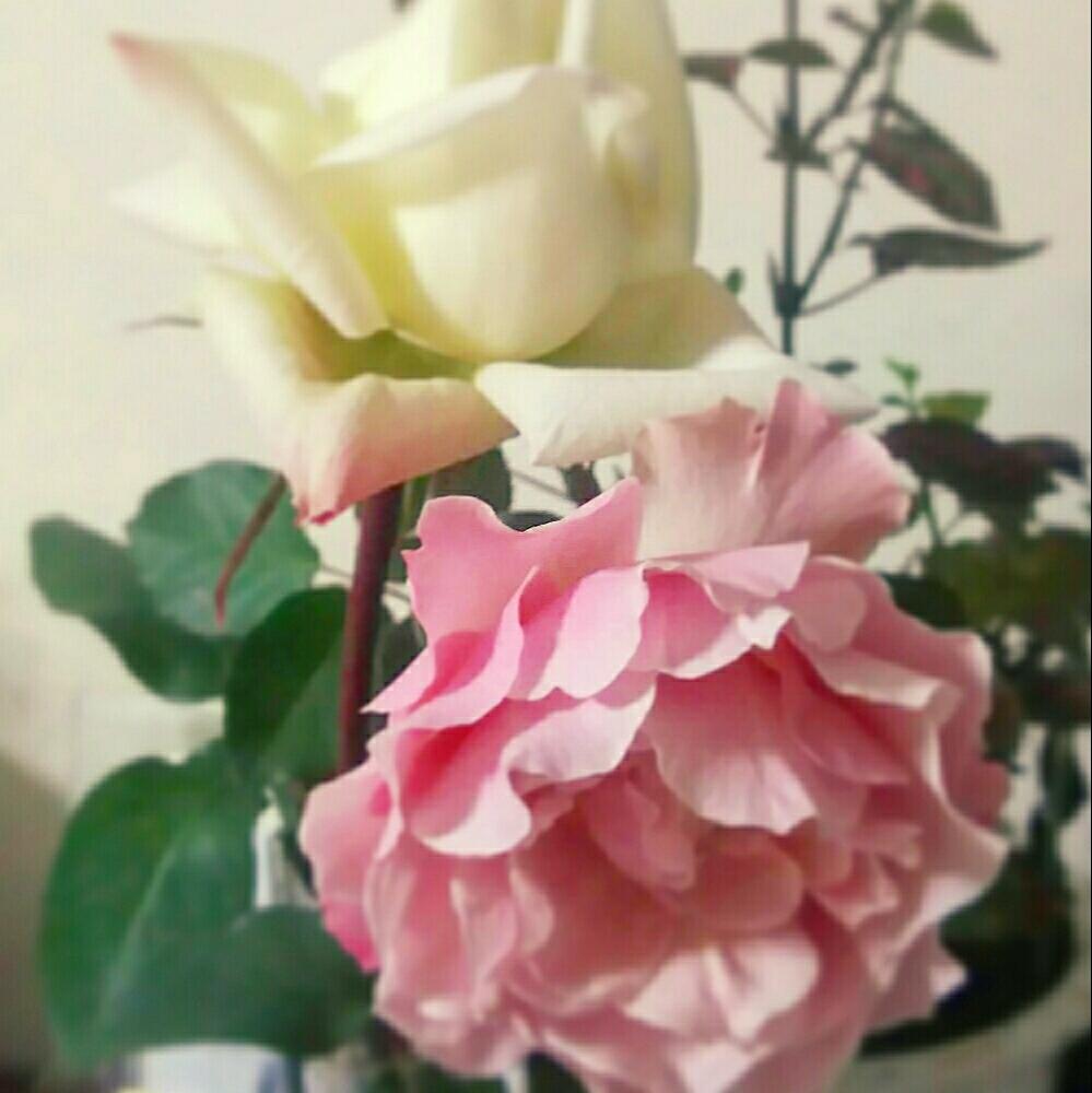 部屋の画像 by キーコさん | 部屋とバラ ダフネとバラ ミスターローズとHTCと薔薇愛同盟と北の大地北海道と冬が来た!と台風21号被災者応援と花のある暮らしと頑張れ♡えっことキーコ′s ガーデンとキュンキュン乙女倶楽部No.54
