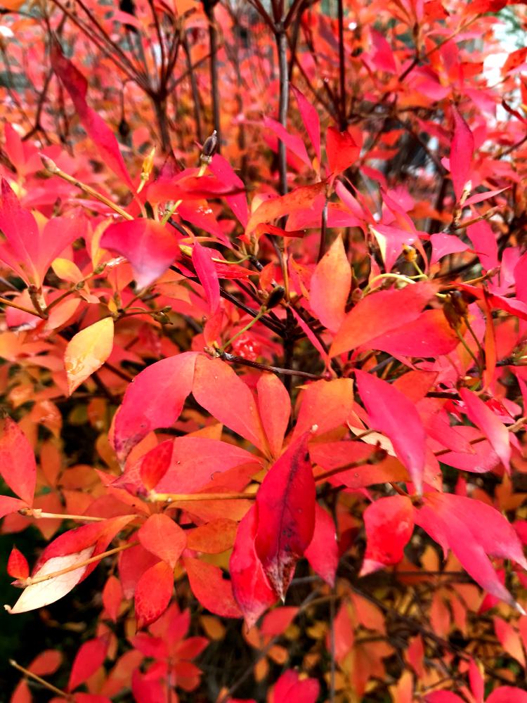 小さな庭の画像 by たにっくさん | 小さな庭とドウダンツツジ✨と庭でときれいと紅葉(こうよう)と美しいと葉っぱも美しいと花のある暮らしと紅、黄、オレンジ