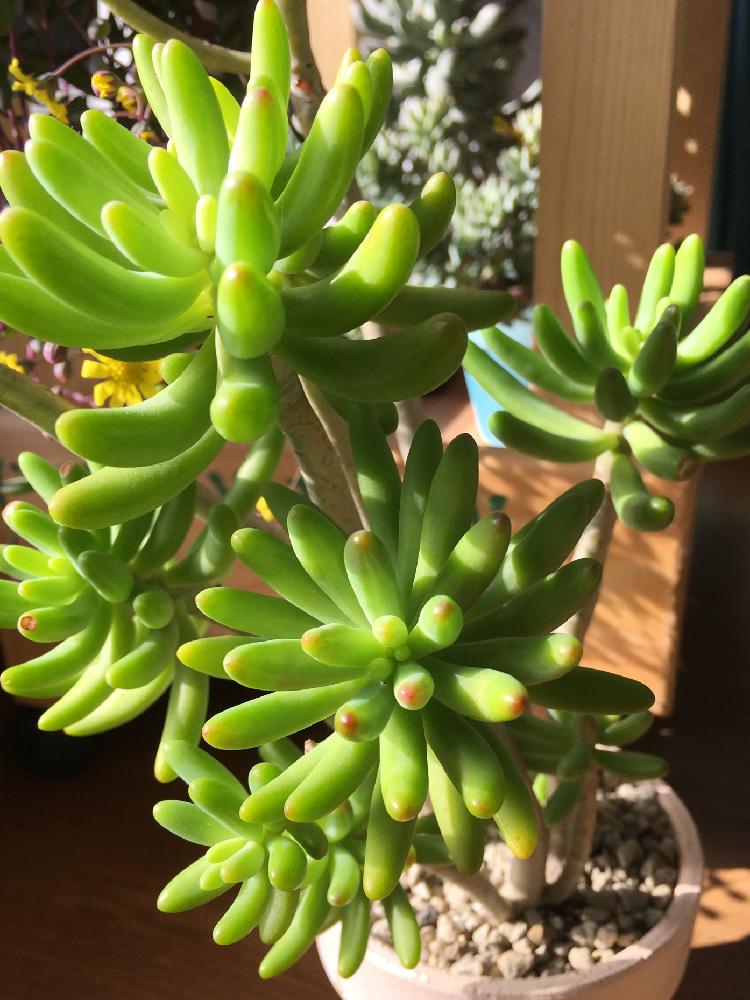 窓辺の画像 by よよよさん | 窓辺と八千代と多肉植物と岩手県とお気に入り!とでかい!と美しいと日光浴と元気モリモリとタニラーと可愛いとかわいいとぷっくり
