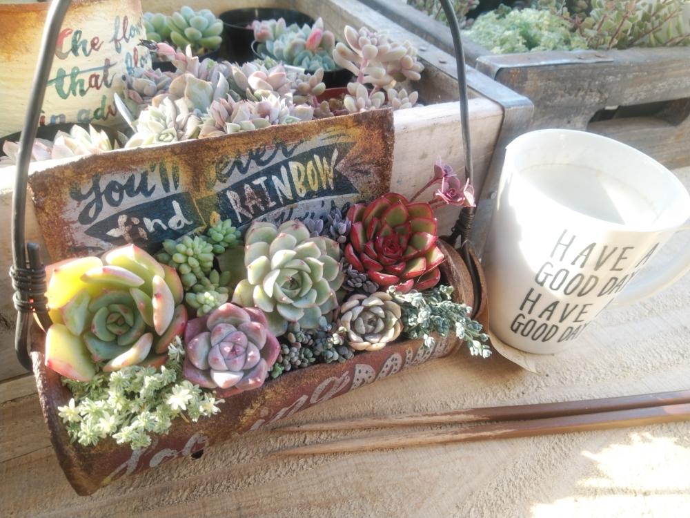 小さな庭の画像 by たんくんさん | 小さな庭と飲み干したコーヒーカップ☕︎とアルケインとメリーベルと ベンバディスとI Love You♡とアルマンドとお箸で寄せ植えとたんくん木箱とWSごっこ♥️と多肉植物寄せ植えとmaiちゃんのリメ缶とmaiチャンリメ缶とmaiちゃんリメ缶