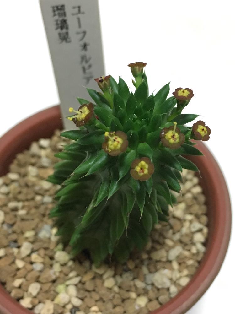 部屋の画像 by コウさん | 部屋と植物男子と駄温鉢と植中毒と不思議と珍奇植物と花のある暮らしとユーフォルビアとユーフォルビア・瑠璃晃とスザンナエ(瑠璃晃)