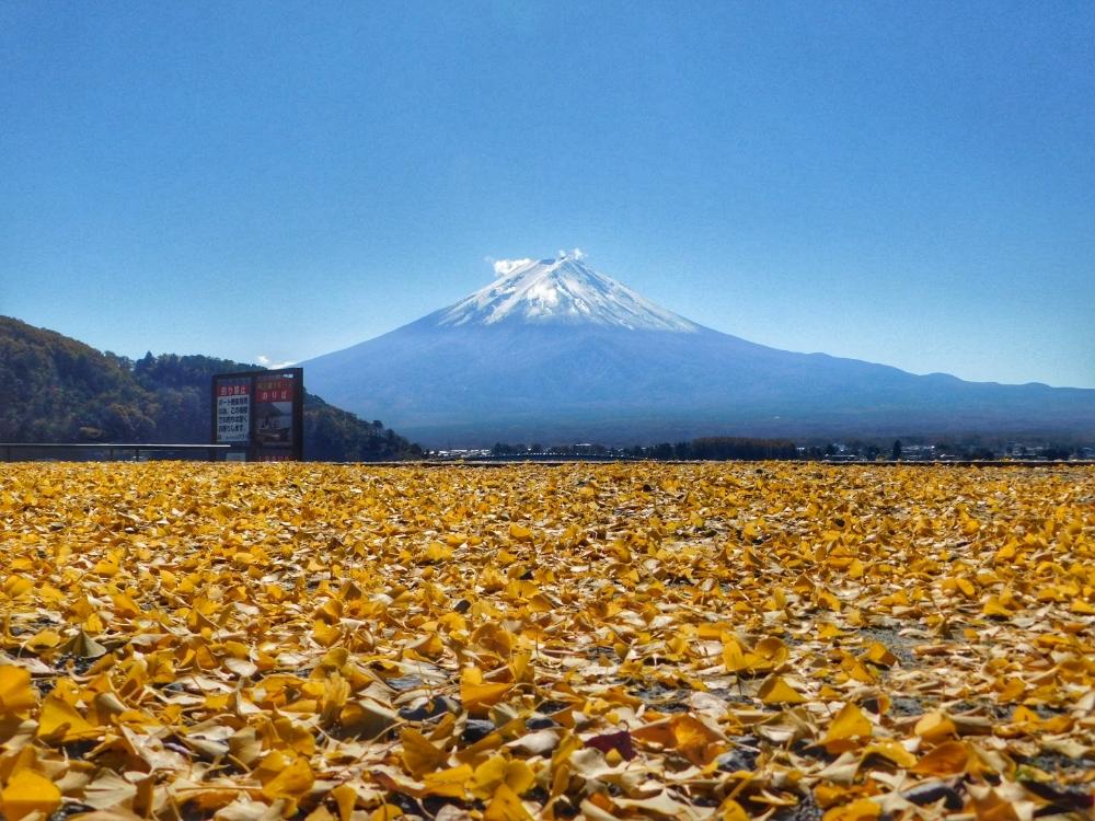 お出かけ先の画像 by wataru_33さん | お出かけ先と銀杏と富士山とGS映えとGS日和と河口湖と花のある暮らしと紅葉写真