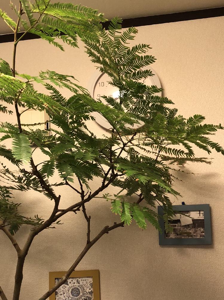 キッチンの画像 by みきばさん | キッチンとエバーフレッシュと観葉植物と元気になって!と元気になるかな?と綺麗なミドリとさわやかなグリーン