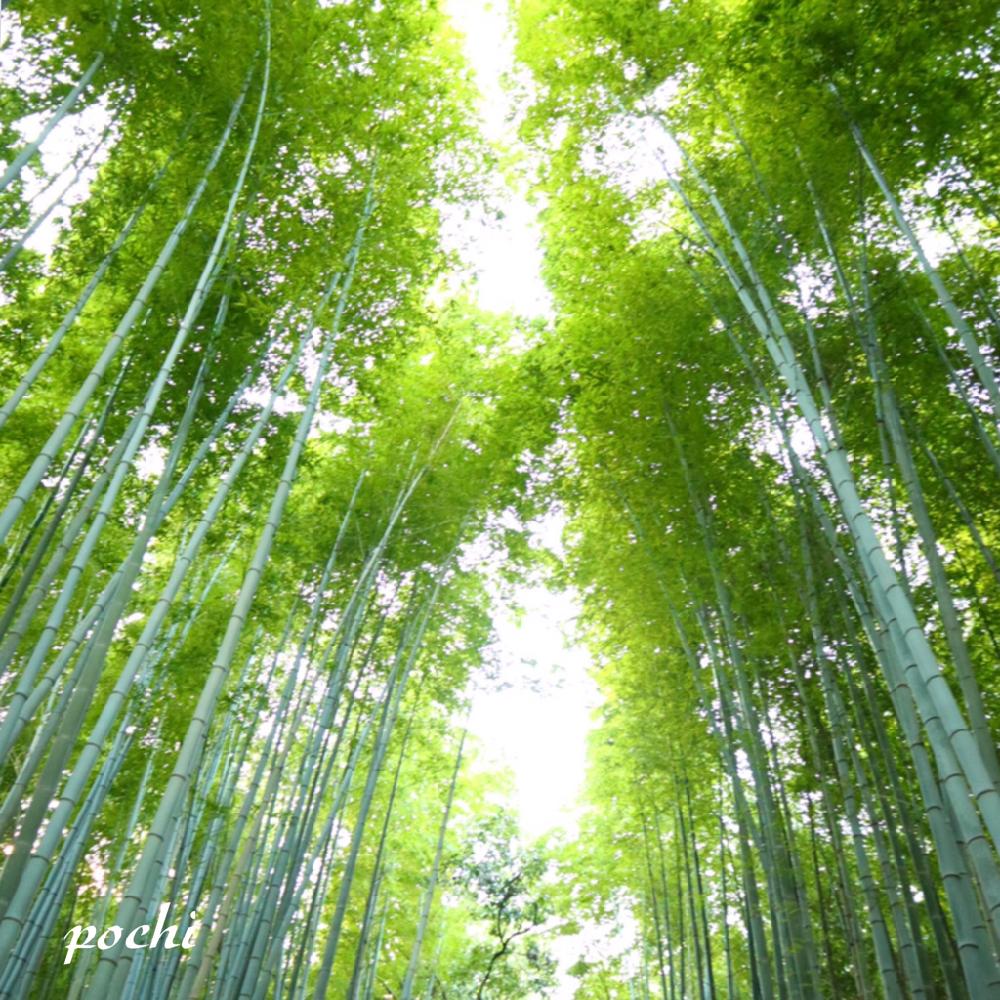 お出かけ先の画像 by ポチ音さん | お出かけ先と竹林とボタニカルスポット2018秋と京都市と京都と京都嵯峨野と秋の風景と嵐山と竹林タグ