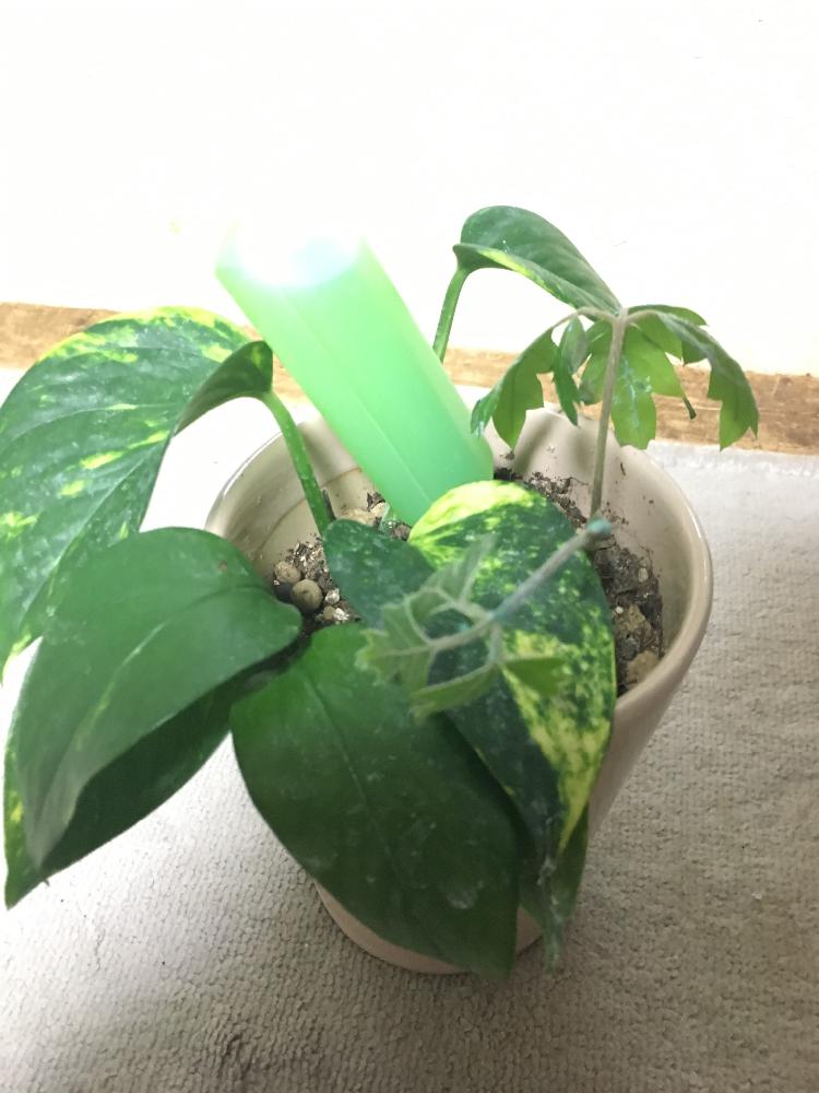 の画像 by 紫鶴さん | シッサスエレンダニカと観葉植物と観葉植物を楽しむ