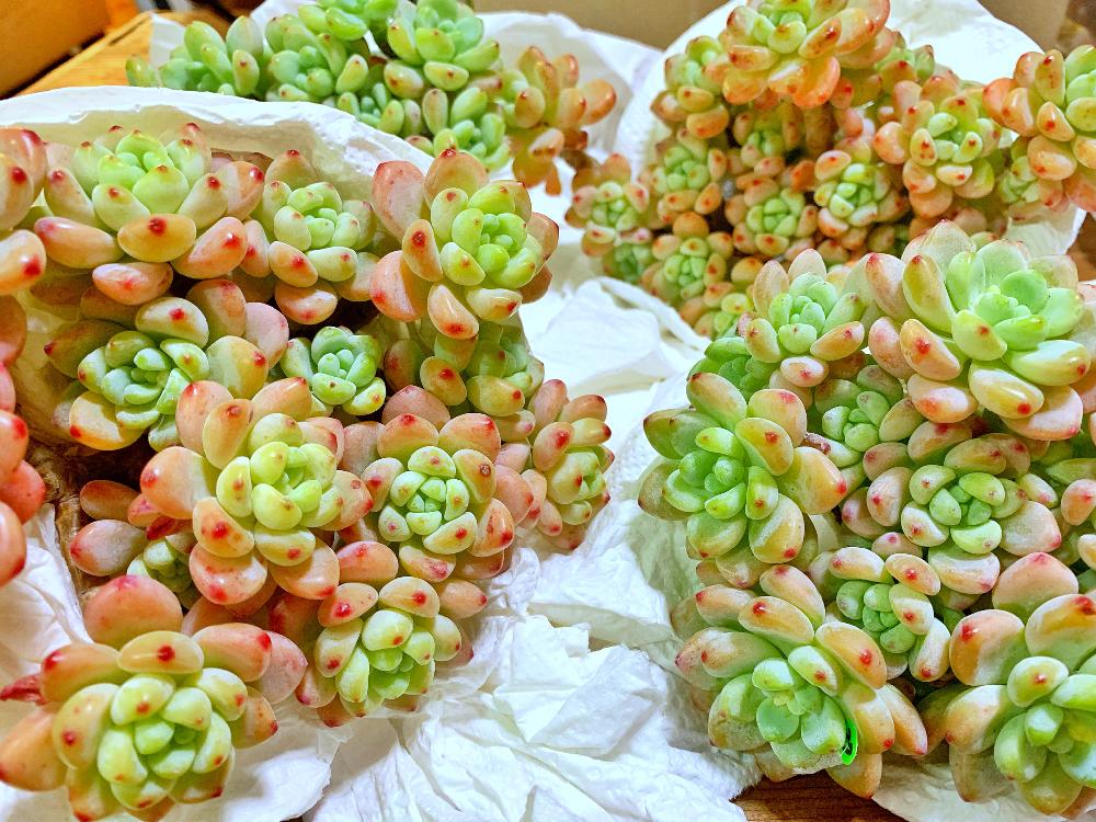 部屋の画像 by はるママさん | 部屋とセダム属と多肉植物とラウルとクリームラウルと植中毒と多肉女子とお届けものとピンクラウルとiPhone撮影とインスタ購入