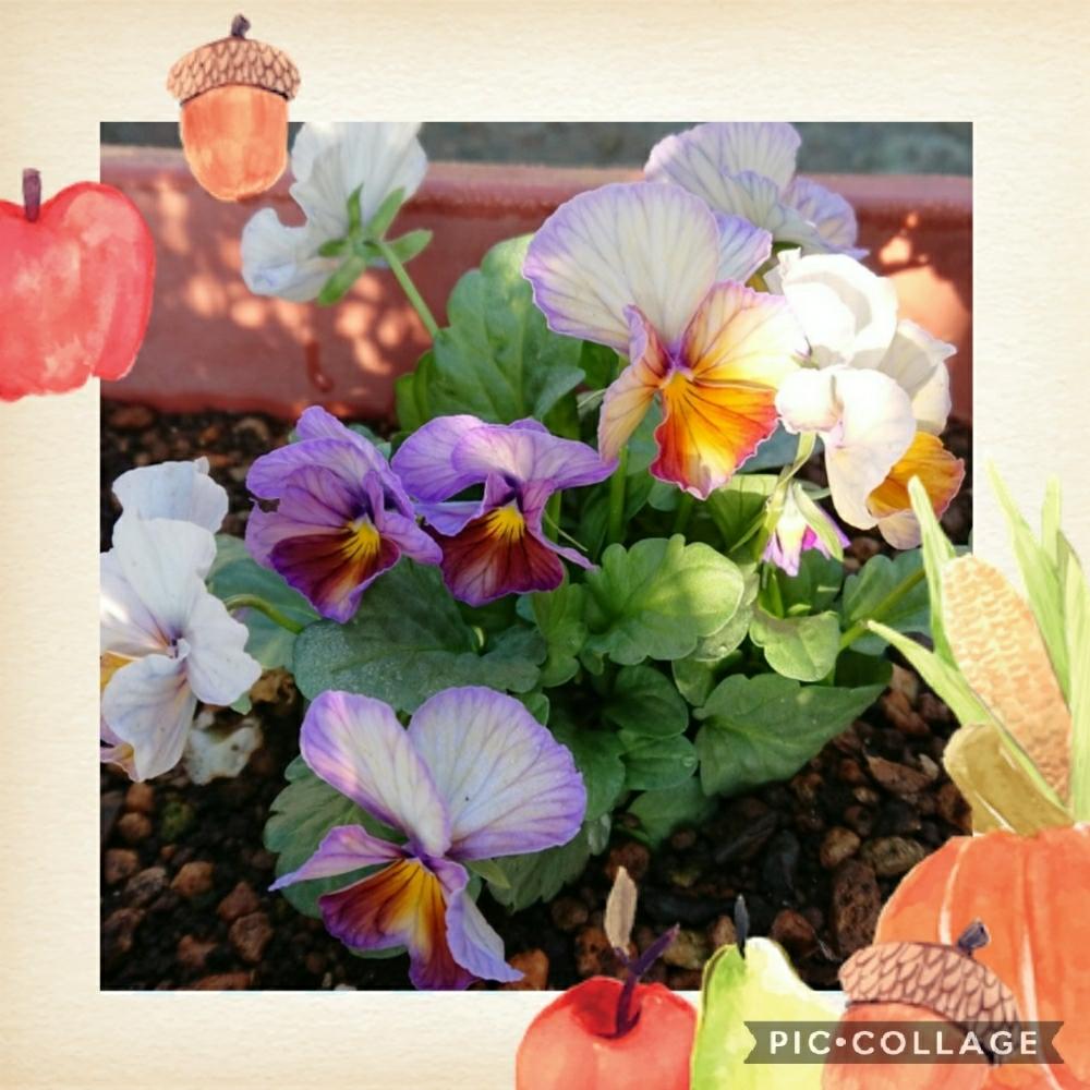 広い庭の画像 by のりりんの森さん | 広い庭と癒やしタイムとお花を楽しむと可愛いお花たち♪とビオラ・ヌーベルヴァーグ❤︎