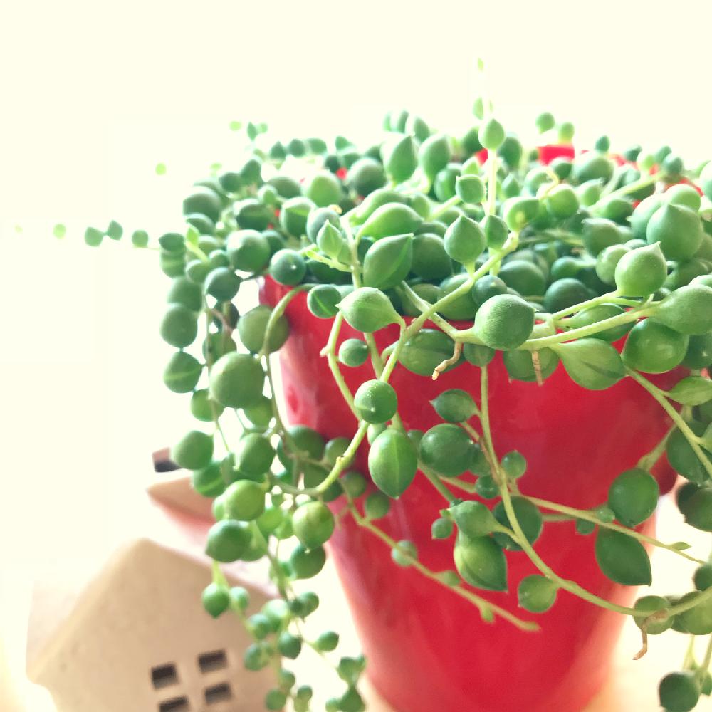 窓辺の画像 by Rueさん | 窓辺と多肉植物とインテリア小物とGS映えと多肉のある暮らしと緑のある暮らしとタニラーとぷりぷり