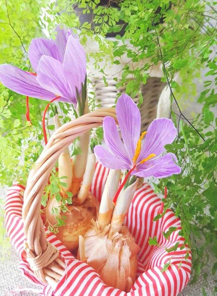 部屋の画像 by *fuwary*さん | 部屋とアジアンタム ミクロフィラムとサフランと花と緑のある暮らしとちいさな幸せ♡と植物だいすきとインテリアと植物とナチュラルガーデンと今日の一枚とアジアンタムさんとサフラン転がし栽培とリビングとガーデニングと花のある暮らしとお庭とお花と球根植物とインテリアグリーン