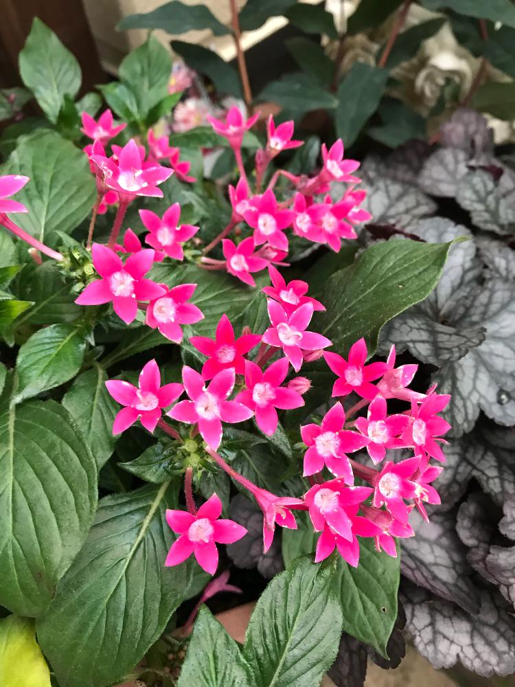 玄関の画像 by azusaさん | 玄関とペンタス☆と寄せ植えとPWと植中毒とhappy pinkと鉢植えと可愛いとヒューケラドルチェシリーズと花のある暮らしとPWプルーブンウィナーズ