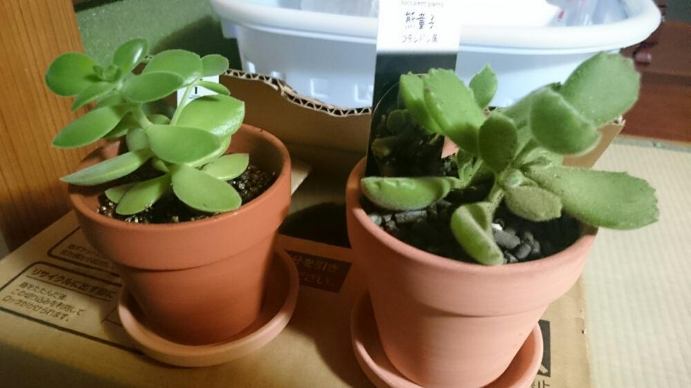 部屋の画像 by やなかわさん | 部屋とワーテルメイエリと熊童子と多肉植物と植物のある暮らしと植物男子とダイソー鉢と多肉植物のある暮らしと植中毒とタニク男子とタニラーと金曜多肉と多肉コーナー