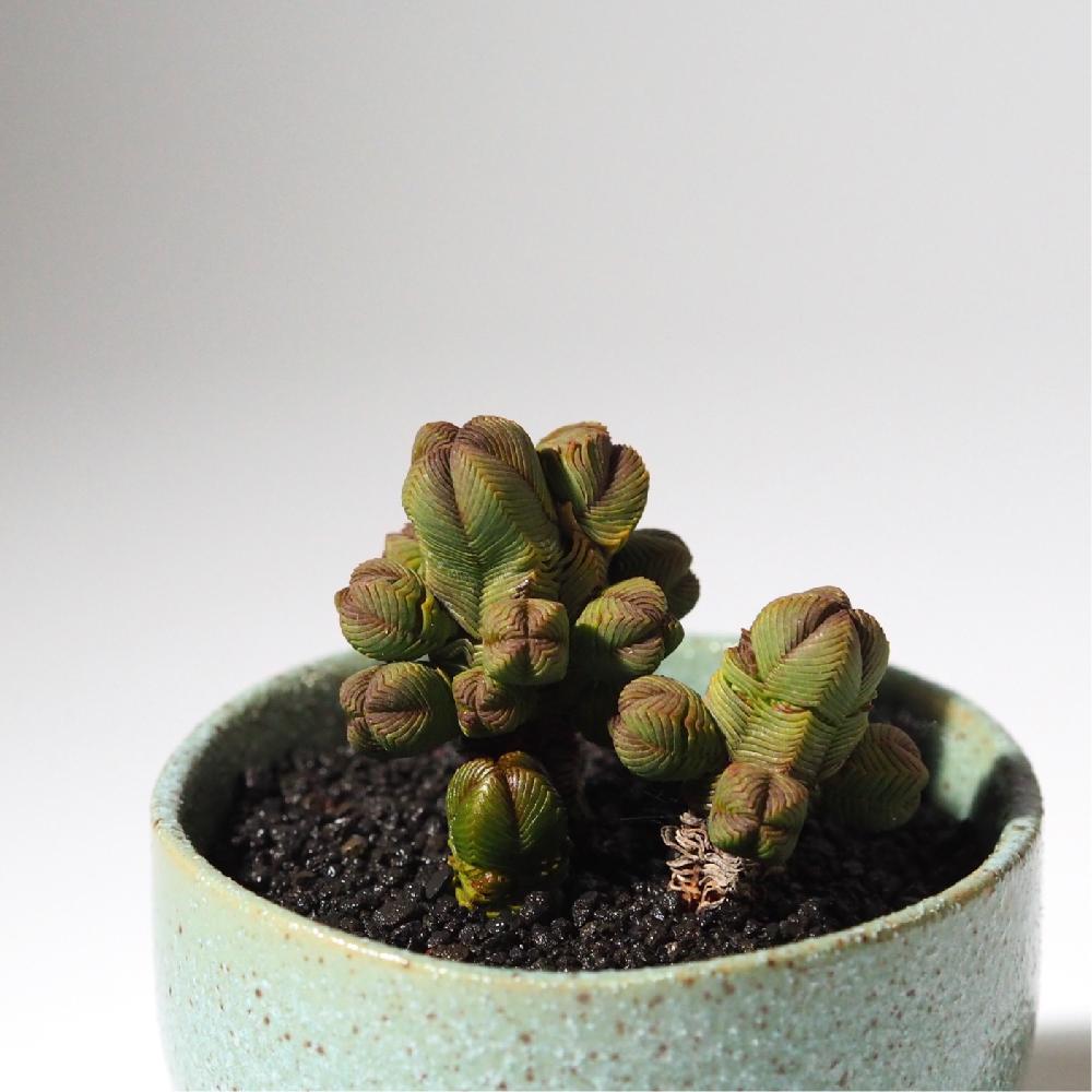 部屋の画像 by Tenさん | 部屋とダルマ緑塔と多肉植物と「叢」風と植物のある暮らしとクラッスラ属とGS映えとTenクラッスラと成長記録とアートなTen写と珍奇植物とビザールプランツ