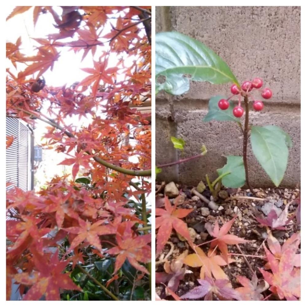 小さな庭の画像 by かめさんさん | 小さな庭とヤブコウジとモミジと和の趣と山野草と植えっぱなしと実のなる植物ともみじ紅葉