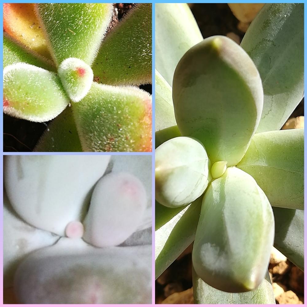 の画像 by さんかくさん | 多肉植物とロンギフォリウム♪とパキフィツム属 星美人と錦晃星☆とひなたぼっこと千代田の松☆