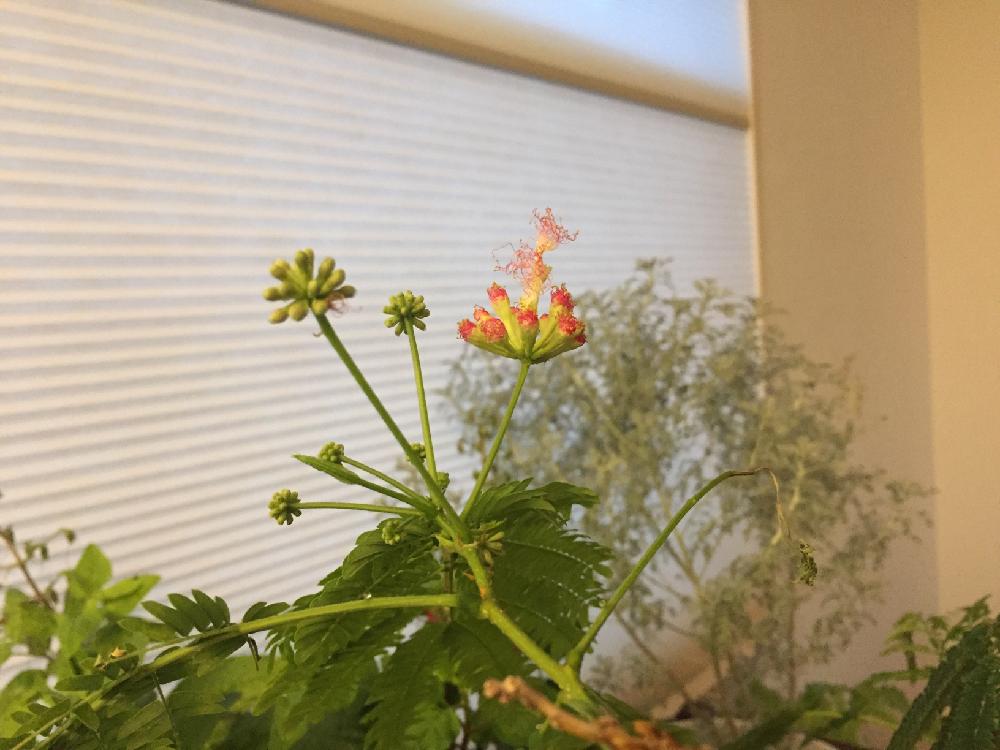 部屋の画像 by まこっちさん | 部屋とネムノキの花と花のある暮らし