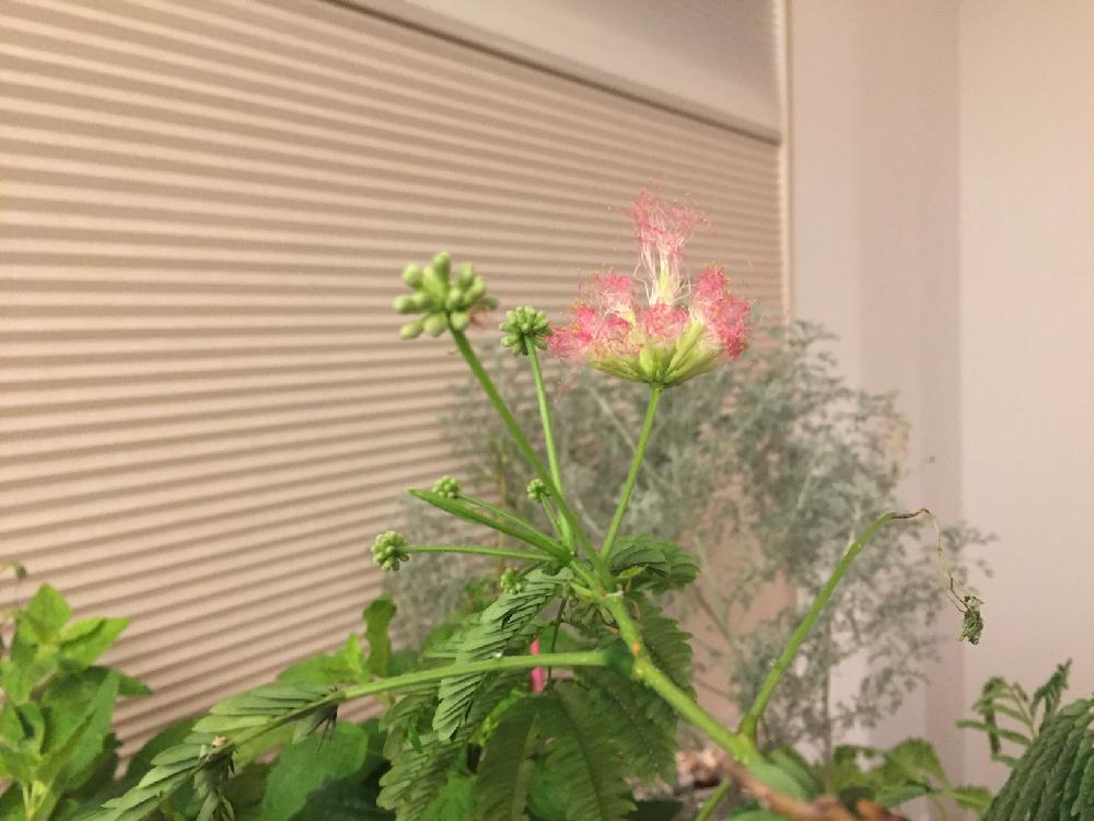 部屋の画像 by まこっちさん | 部屋とネムノキの花と花のある暮らし