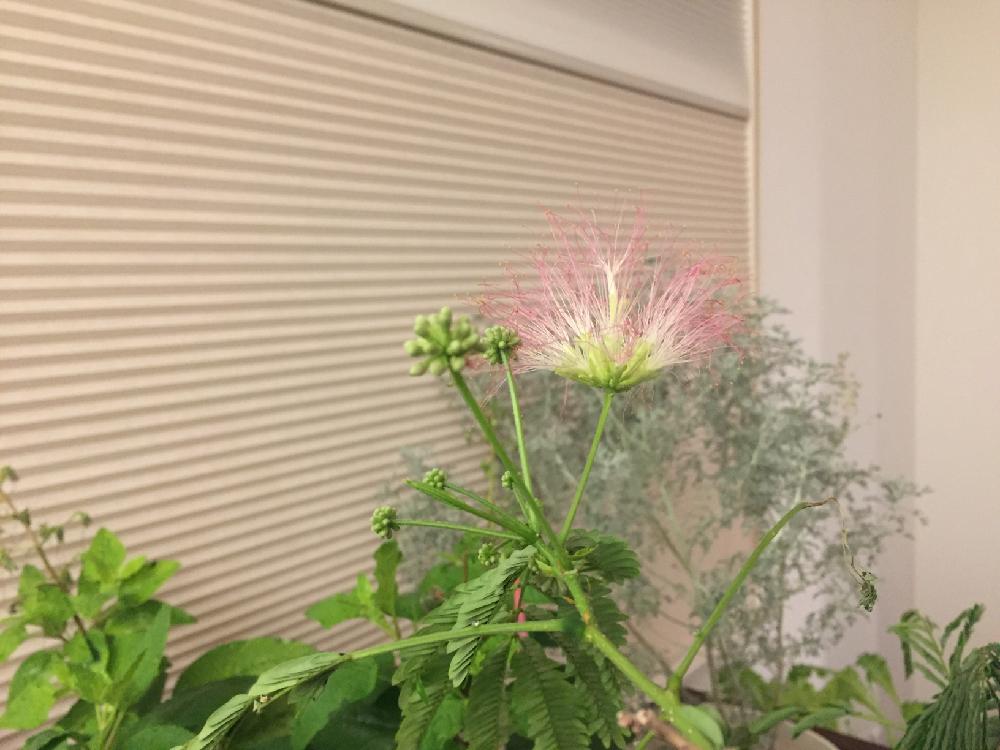部屋の画像 by まこっちさん | 部屋とネムノキの花と花のある暮らし