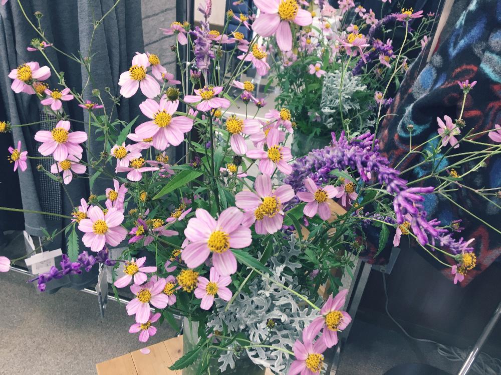 お出かけ先の画像 by さくらむかえさん | お出かけ先と花のある暮らしとウィンターコスモス!と セージの花とアレンジ
