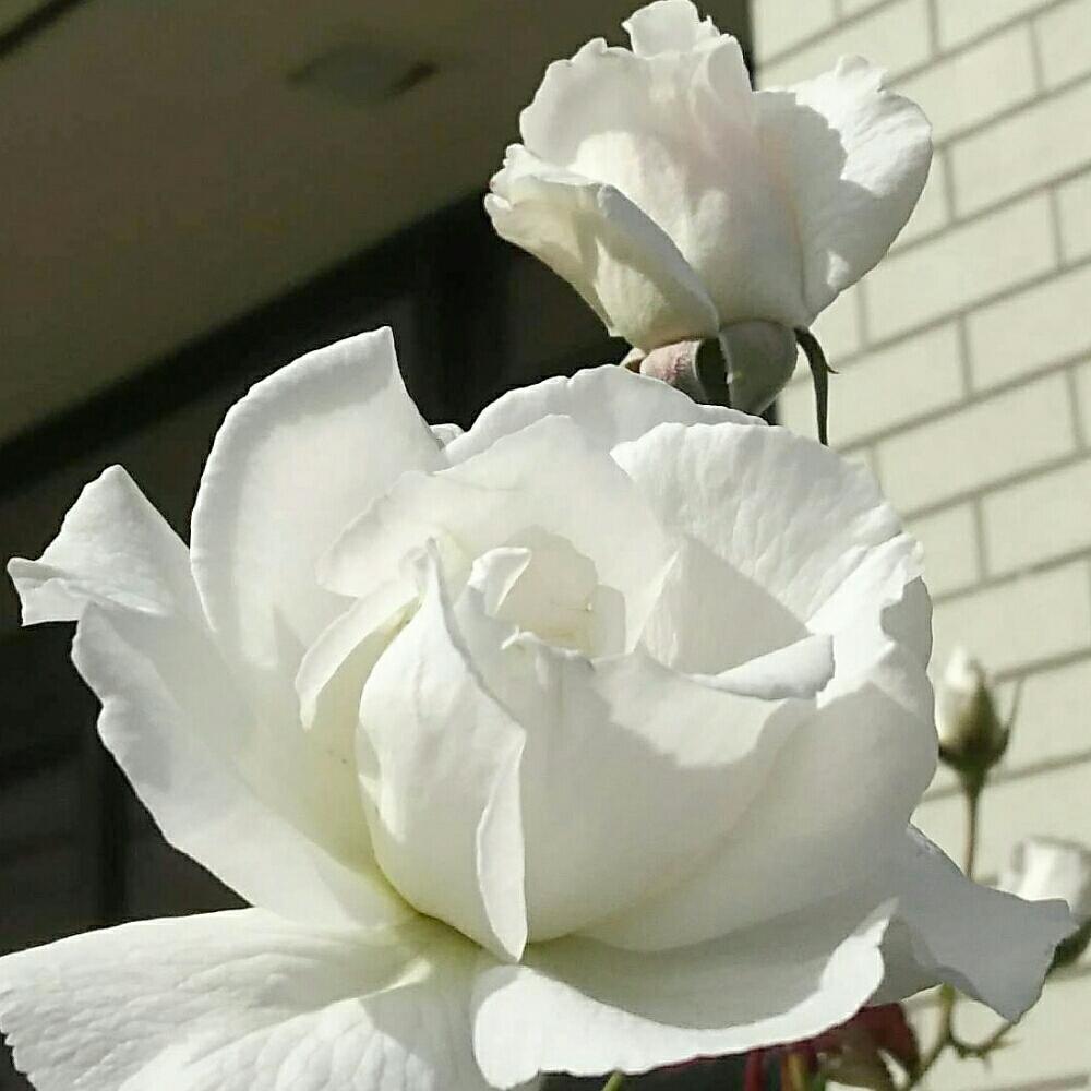 広い庭の画像 by キーコさん | 広い庭とバラ アイスバーグとHTCと薔薇愛同盟と白い花が好きとQUEENと北の大地北海道と台風21号被災者応援と花のある暮らしと頑張れ♡えっことキーコ′s ガーデンとキュンキュン乙女倶楽部No.54