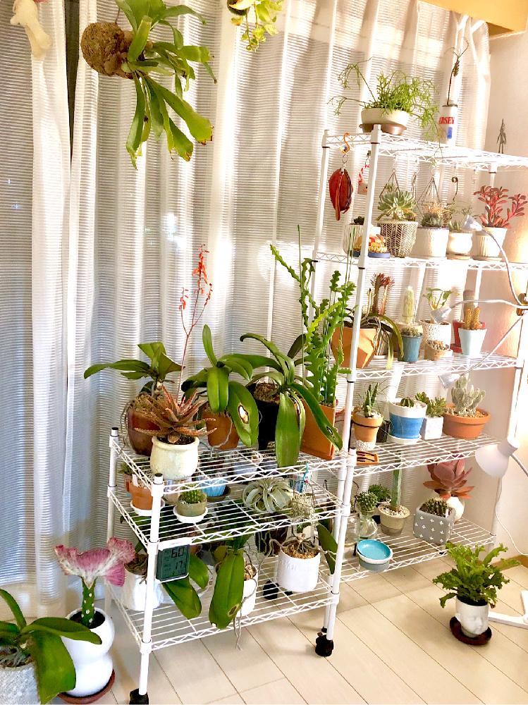 部屋の画像 by co2さん | 部屋とコウモリランとポトスとリプサリス 青柳とペペロミアグラベオレンスとアボニア パピラケアと緋冠竜とトップシータービーとハオルチアと黄金司とアデニウム アラビカムとリトープスとハオルチア オブツーサと老楽とユーフォルビア 彩雲閣と胡蝶蘭とバニーカクタスとゴーラムと般若とサンスベリアボンセレンシスと紫太陽と唐印とプラチナ金鯱と竜神木とエルサムとアスプレニウム レズリーとアロエ フラミンゴとユーフォルビアマハラジャと胡蝶蘭と胡蝶蘭と胡蝶蘭とフィッシュボーンカクタスとキンセイマルとチランジア キセログラフィカと多肉植物とメセン リトープスとサボテン科と観葉植物と胡蝶蘭。とメセンと トップシータービーとリトープス属