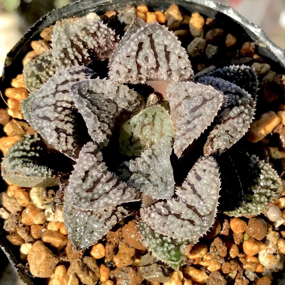 バルコニー/ベランダの画像 by たねさん | バルコニー/ベランダとモルドールとHaworthia mordolと多肉植物と福岡とハオルチア属とHaworthia:ハオルチア/ハオルシアとたねんちのハオとバルコニスト