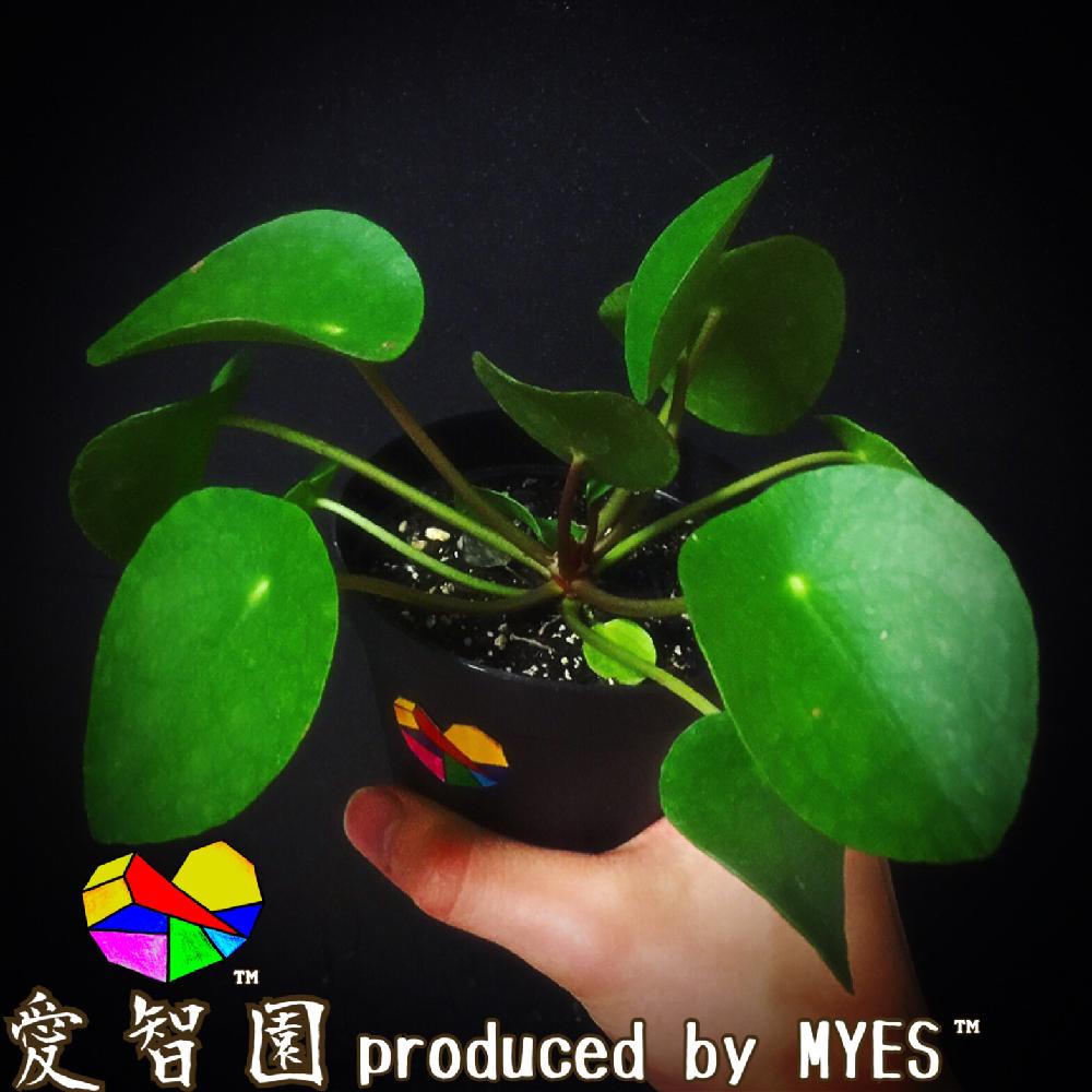 テラスの画像 by 愛智園 produced by MYES™️さん | テラスとピレアペペロミオイデスと愛智園と多肉植物とカッコいいと男前植物とボタニカルライフとオシャレと多肉ちゃんとピレア属とお上品と植中毒と綺麗と多肉植物とサボテンとピレアペペロミオイデス好きとタニラーと珍奇植物と花のある暮らしと個性的とMYES™️と男前とバルコニスト