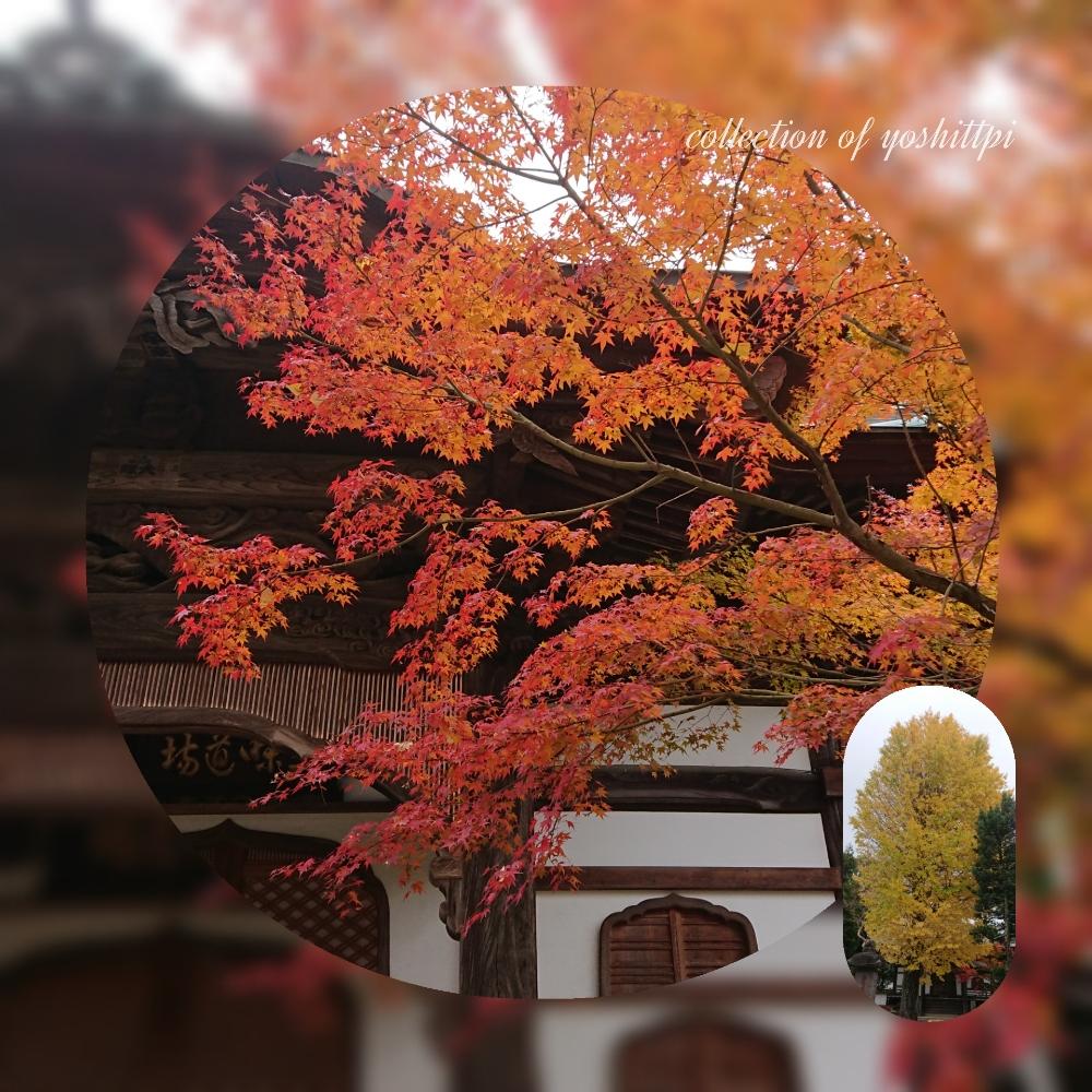 お出かけ先の画像 by yoshittpi(よしっピ)さん | お出かけ先とHTCと癒しの時とありがとーと早起き倶楽部と真っ赤っ赤祭りとメキシコに行きたいとサボテン好きと多肉2016同期と多肉女子とタニラーと多肉ばばと拡大禁止とほぼ1日1枚とGS植物うちなーぐち会