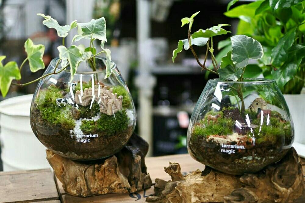 インテリアの画像 by terrarium magicさん | インテリアとヘデラ☆と植物のある暮らしと苔 (コケ)と癒しとミニチュアと癒しの植物とGS映えとインテリアと植物と緑のある暮らしと販売用と名古屋市と苔テラリウムと花のある暮らしと緑のある生活と苔好きとおうちで自然を感じるとインテリアグリーンとエスニックとグリーン