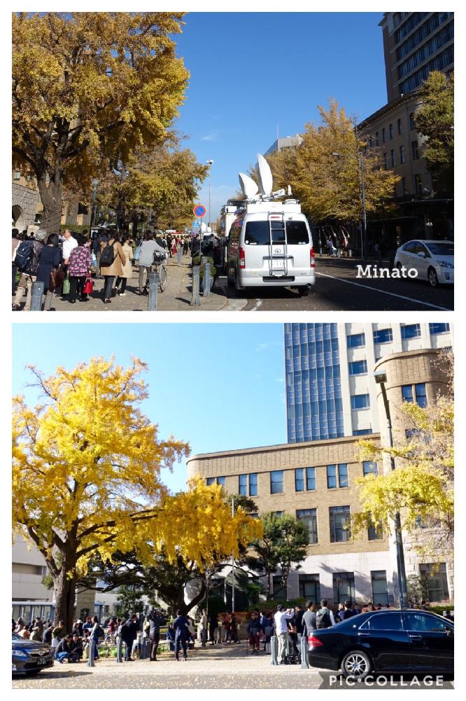 お出かけ先の画像 by みなとの風さん | お出かけ先と花のある暮らしと銀杏並木の黄色と日本大通り