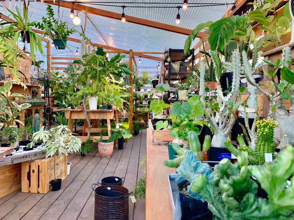 インテリアの画像 by Flower Villageさん | インテリアと多肉植物と多肉男子とパキポディウム属とサボテン科と植物男子と多肉大好きとお誘いと神奈川タニラーとGS映えと植中毒と砂漠の薔薇 アデニウムとフラワービレッジと塊根植物と珍奇植物と花のある暮らしとflowervillageとユーフォルビアと多肉寄せ植えとワークショップ とアガベ属とsucculent