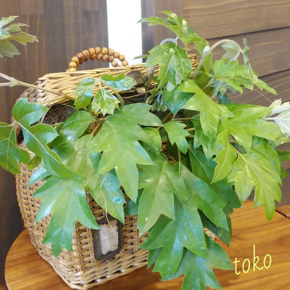 部屋の画像 by とこさん | 部屋とシッサスエレンダニカと観葉植物と植物のある暮らしと北の大地北海道とGS映えとつる性植物と緑のある暮らしと台風21号被災者応援と雑貨とガーデニングとインテリアグリーン
