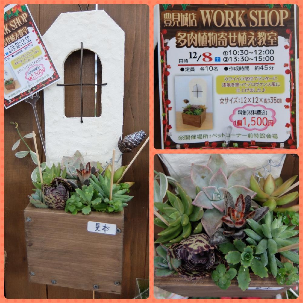 お出かけ先の画像 by メイクマン豊見城店さん | お出かけ先とエケベリアとセダムと多肉植物とお買い得♡とメイクマン豊見城店と沖縄とDIYプランターとガーデニング教室とクリスマス寄せ植えと多肉寄せ植えワークショップ