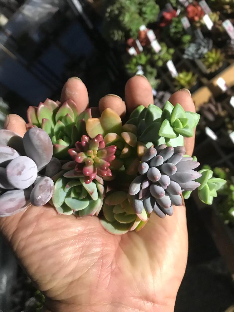 の画像 by BLUE LEAFさん | 多肉植物と多肉寄せ植えWSとBlueLeaf♥とBLUE LEAFと多肉雑花屋BLUELEAFと多肉寄せ植えと多肉雑花 BLUE LEAFと多肉寄せ植えワークショップと宮城多肉販売