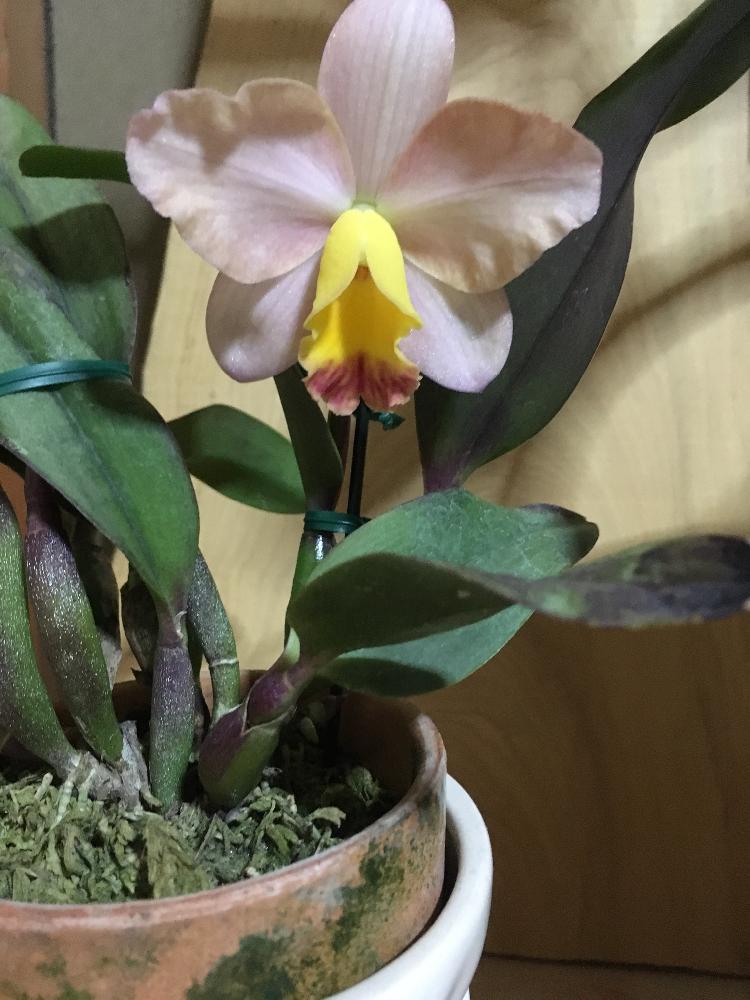 部屋の画像 by pirorinさん | 部屋とカトレア ミリオンキッスと頑張れ❗と洋蘭と植中毒と頑張れ♡と花のある暮らしと頑張れ♡やっことミニカトレア ミリオンキッス