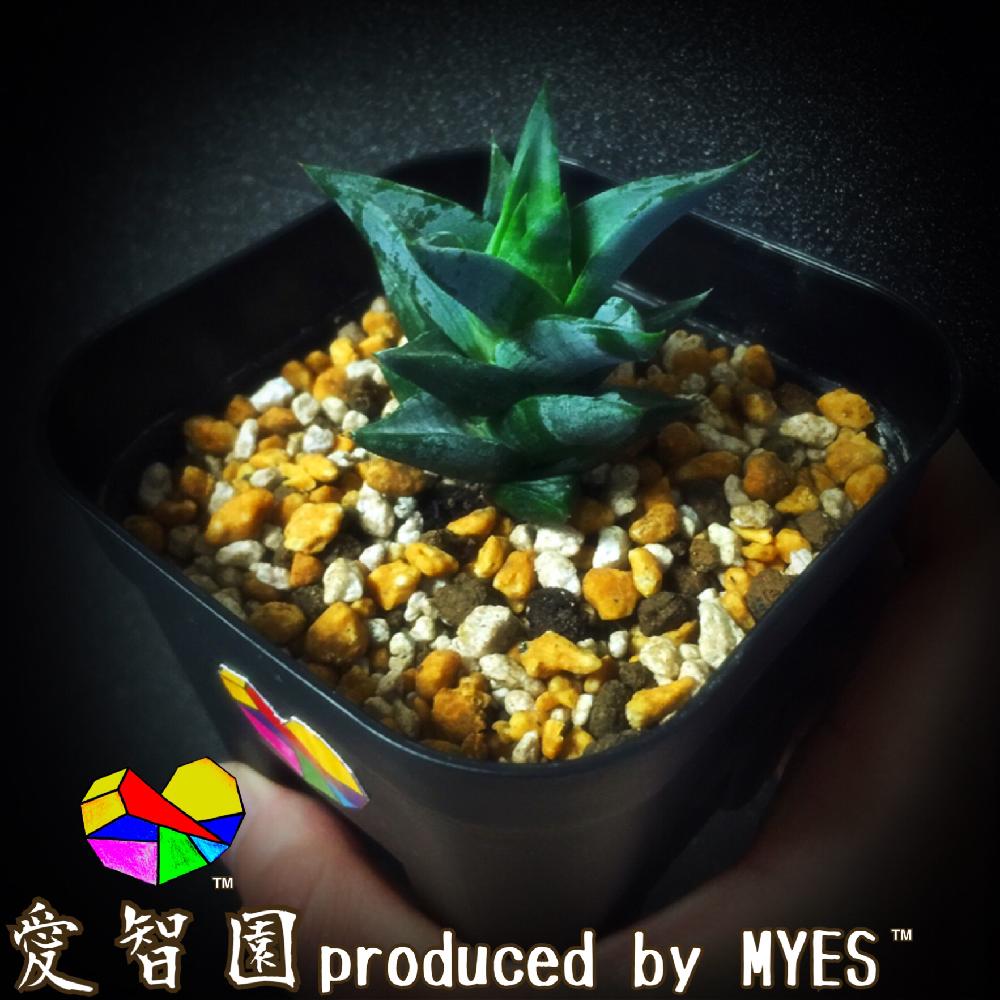 テラスの画像 by 愛智園 produced by MYES™️さん | テラスと青磁塔と愛智園と多肉植物とカッコいいと男前植物とボタニカルライフとオシャレと多肉ちゃんとお上品とポエルニッチア属と植中毒と一属一種と綺麗と多肉植物とサボテンとタニラーと珍奇植物と花のある暮らしと個性的とMYES™️と男前とバルコニスト