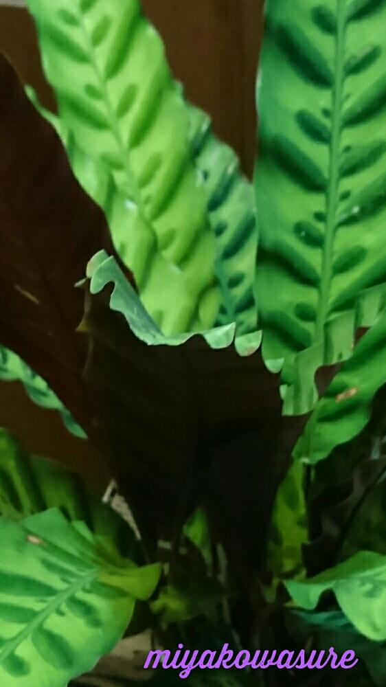広い庭の画像 by 都忘れさん | 広い庭とカラテア ランキフォリアとカラテア属と植中毒と葉が閉じるとおやすみなさい