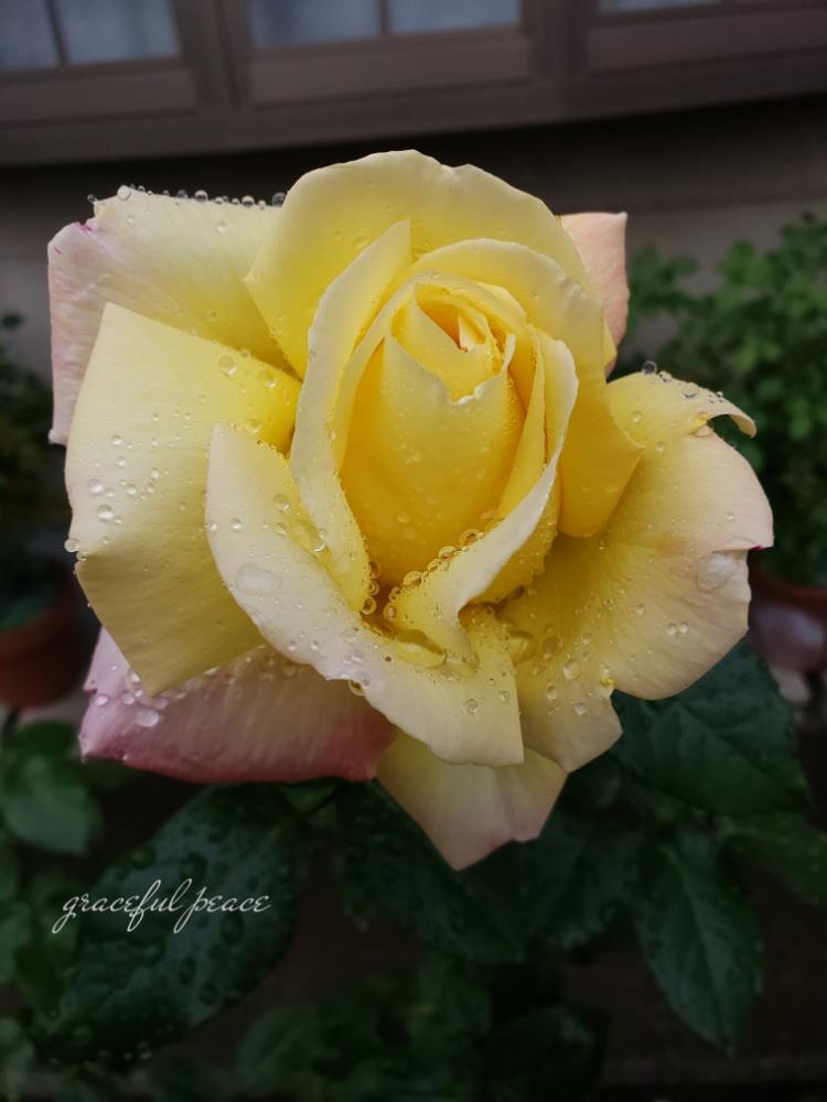 の画像 by hanamizukiさん | ピースと雨ニモ負ケズとばら バラ 薔薇と自己満足と祈りと平和とやっぱりバラと大輪の花と美しいと冬バラと今日もバラと師走と薔薇♪と薔薇あどと撮れたてホヤホヤ