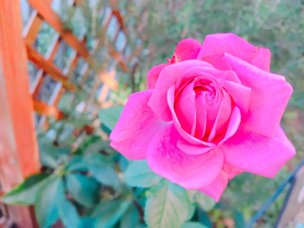 小さな庭の画像 by さちはなさん | 小さな庭とミニバララミーと今日の1枚と12月とラミーとミニバラを楽しむと花のある暮らしと薔薇♪とバラ・ミニバラ