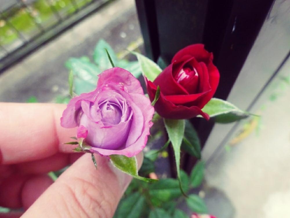 車庫の画像 by きらまるさん | 車庫とラミ❤️とジジとHTCと極上咲きと薔薇愛同盟と薔薇男子と薔薇に魅せられてとオシャレとB型とバラのある暮らしとGS映えと今日の一枚とセクシーときれいな色と美しき薔薇様とたまらん!と花のある暮らしとかわいいな♡とテンション⤴︎とロザリアンとバラを楽しむとシボラー