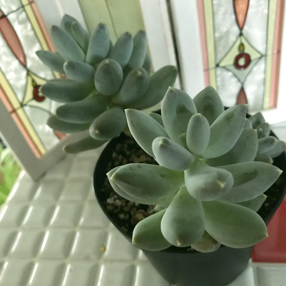 キッチンの画像 by Rueさん | キッチンとフーケリーハイブリッドと多肉植物とインテリア小物とGS映えと多肉のある暮らしと緑のある暮らしとタニラーとぷりぷり