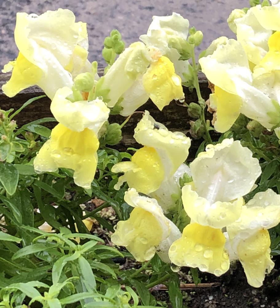 お出かけ先の画像 by まるすさん | お出かけ先とキンギョソウと今日はお休みとGS映えと植中毒と花のある暮らしとうどん県人会