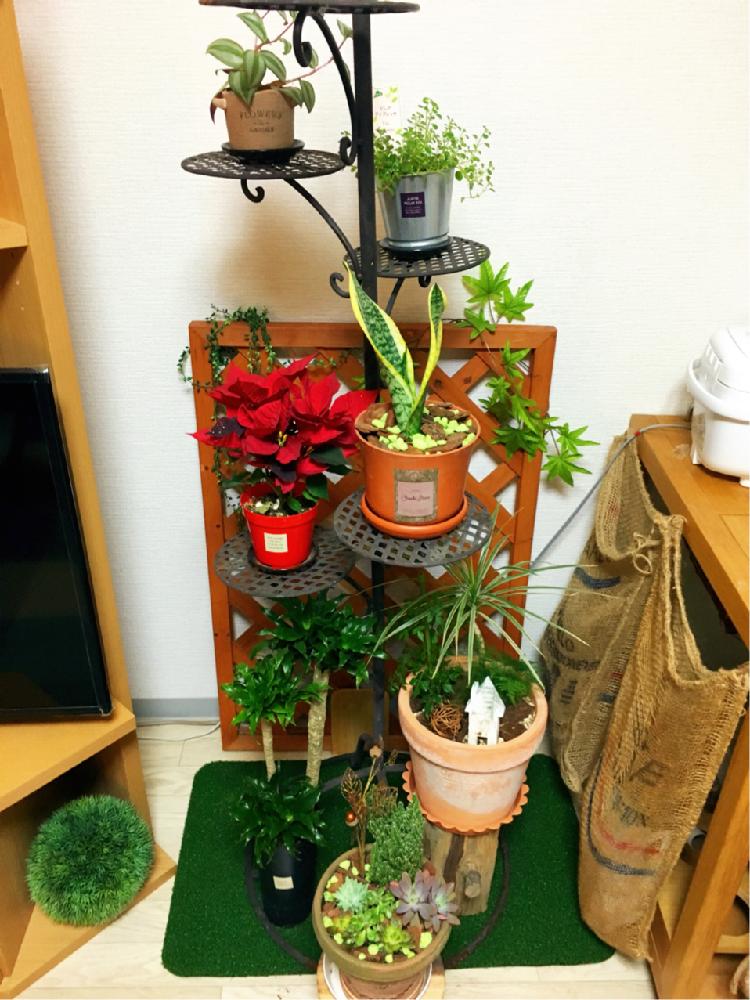 部屋の画像 by numaさん | 部屋と観葉植物とサンスベリア属とお部屋に花をとポインセチア♡と趣味と花のある暮らしと玄関先と飾りと植物棚