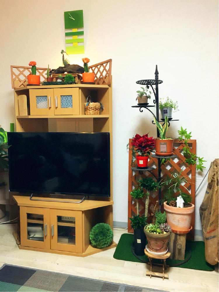 部屋の画像 by numaさん | 部屋と観葉植物とサンスベリア属とお部屋に花をとポインセチア♡と趣味と花のある暮らしと飾りと植物棚