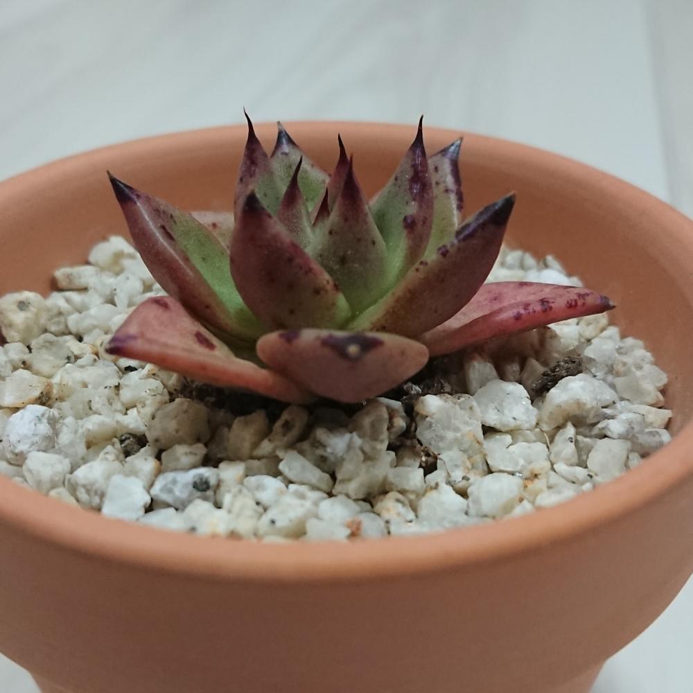 棚の画像 by ベランダ大好きさん | 棚と多肉植物と千葉県と植中毒と多肉植物とサボテンとタニラーと珍奇植物と花のある暮らしと千葉タニラーとバルコニスト