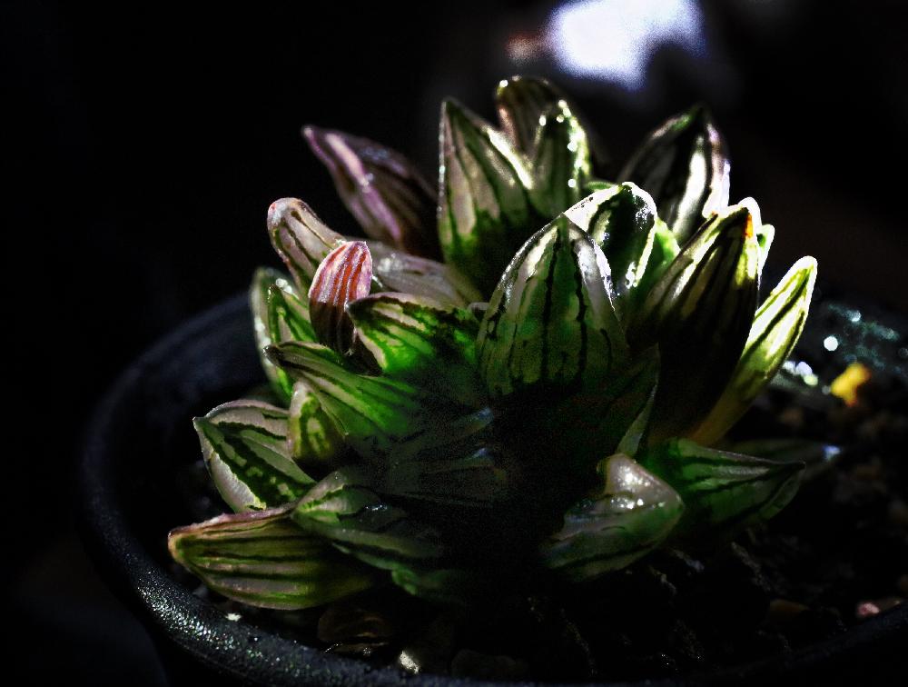 バルコニー/ベランダの画像 by きつねさん | バルコニー/ベランダと多肉植物と観葉植物と『ライトアップグリーン』フォトコンテスト 2018と植欲旺盛と植中毒と植欲の秋とタニク初心者とクロロフィルのプラネタリウムととは