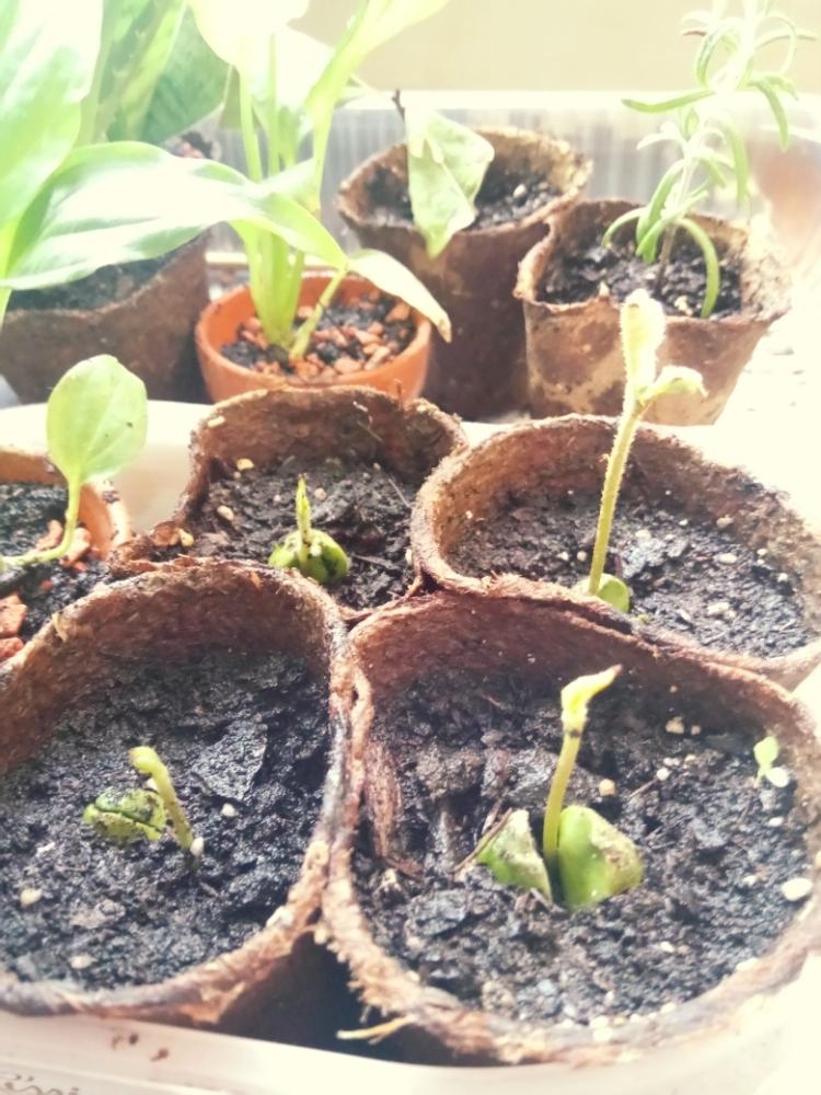 窓辺の画像 by 華恋さん | 窓辺と枇杷と室内組と種からと今日の作業と植物と果物と今日の一枚と家庭菜園奮闘日記と枇杷の種