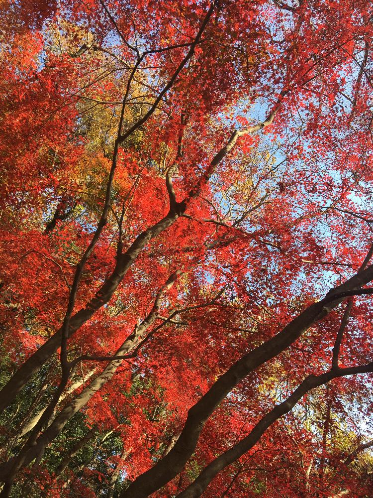 お出かけ先の画像 by ktbcさん | お出かけ先とモミジとボタニカルスポット2018秋とモミジ狩り