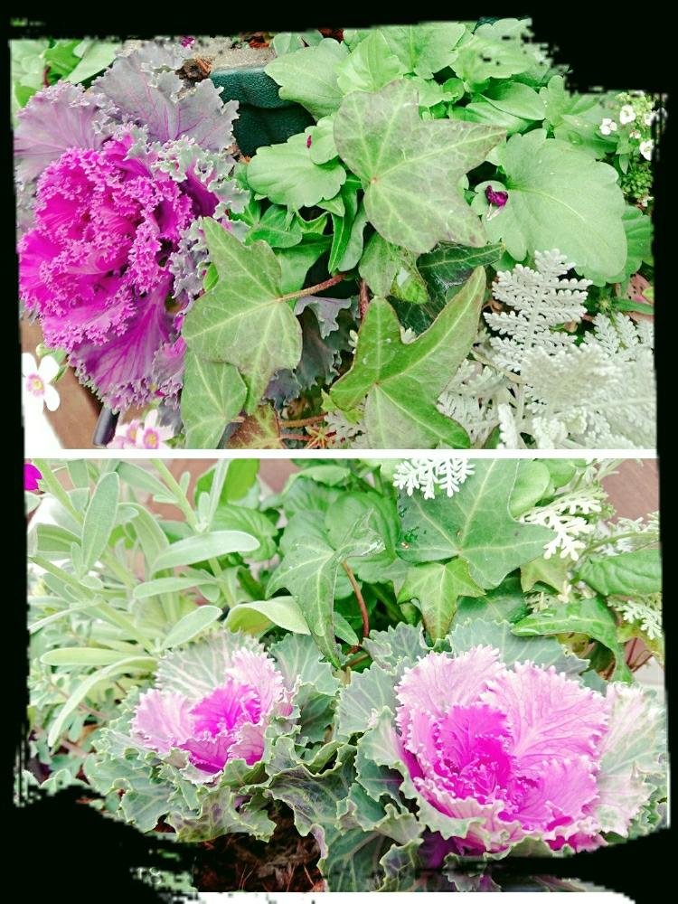 エントランスの画像 by みなとさん | エントランスとハボタンと植物のある暮らしとバスケットとハンキングと寄せ植えと植中毒とギャザリングと花のある暮らし