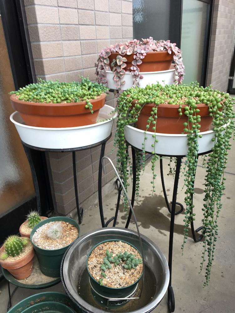 バルコニー/ベランダの画像 by たぬさん | バルコニー/ベランダと多肉植物と垂れ下がる植物とサボテン科と観葉植物とハートの形と水挿しとハートカズラレディーハートと挿し木と多肉 グリーンネックレスとグリーンネックレス☆と 碧魚連と垂れ下がり系と水差し♪と垂れる植物と転勤族とダイソー産