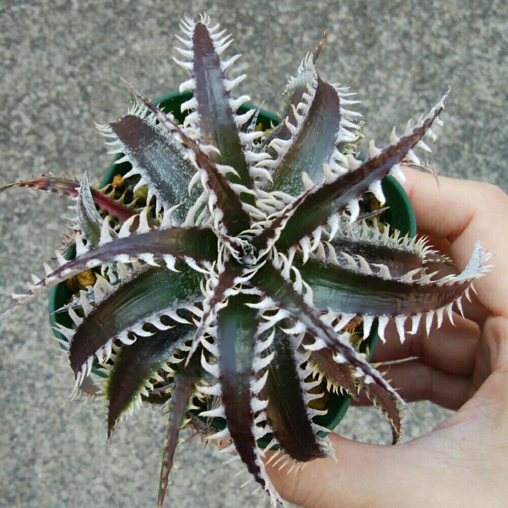 小さな庭の画像 by にんにんさん | 小さな庭とDyckia delicata hyb.とディッキア.と多肉植物とみどりのある暮らしとトゲトゲと観葉植物とディッキアとディッキア属と冬越しとブロメリアと植中毒と日光浴とタニラーと子株とトゲトゲのある暮らしと珍奇植物とDyckia